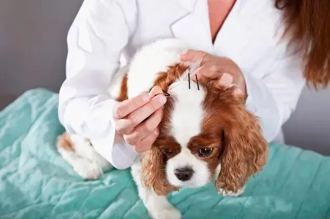 Natural and Alternative Pet Remedies That Humans Use, Too