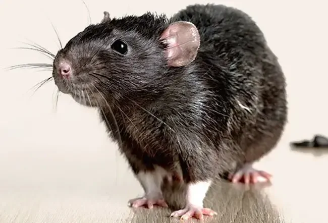Doença infecciosa: essas doenças históricas estão voltando?
