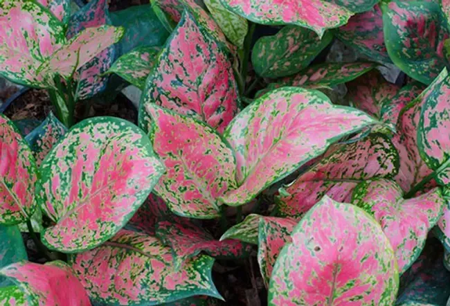 Vie sain: avantages pour la santé des plantes d'intérieur