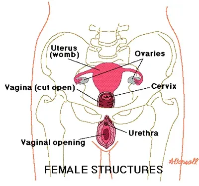 Définition du vestibule, vaginal