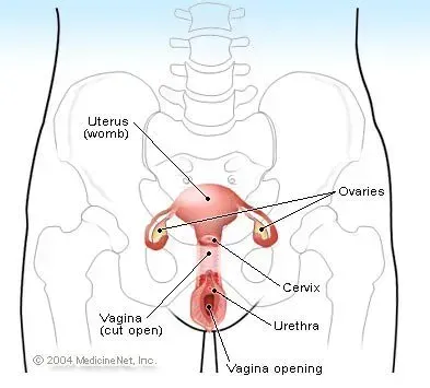 Definition of Fallopian tube
