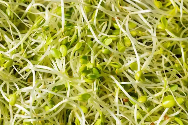 Alimentos y salud: los alimentos es más probable que le den una intoxicación alimentaria