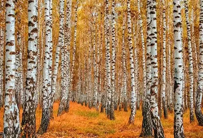 Allergier: Almindelige planter og træer, der udløser allergier