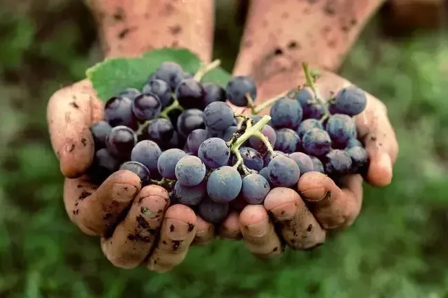 Diet and Nutrition: Health Benefits of Grapes