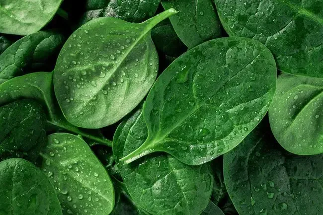 Diet and Nutrition: Health Benefits of Spinach