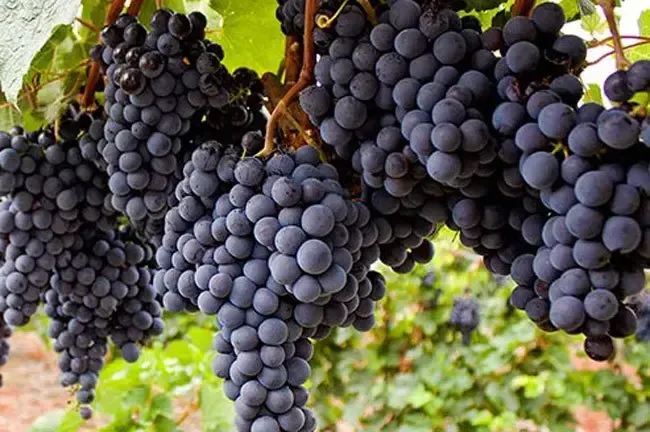 Nourriture et recettes: que savez-vous du vin?