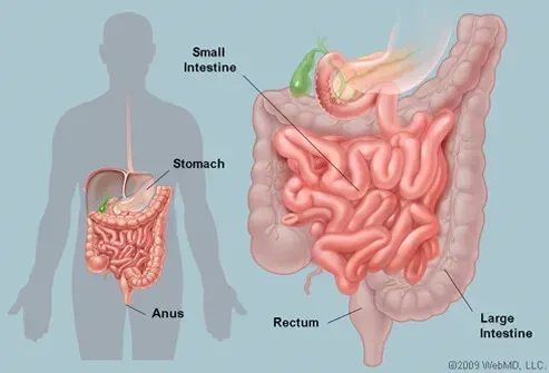 Imagem do intestino