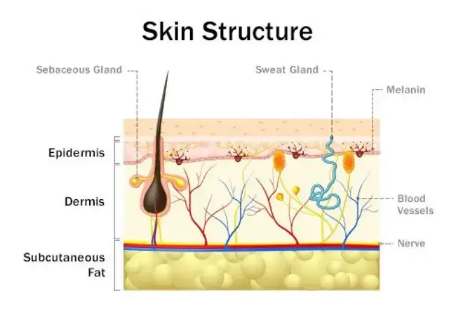 Skin Infections: Types, Causes, and Symptoms
