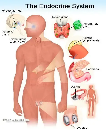 Definition of Endocrine gland