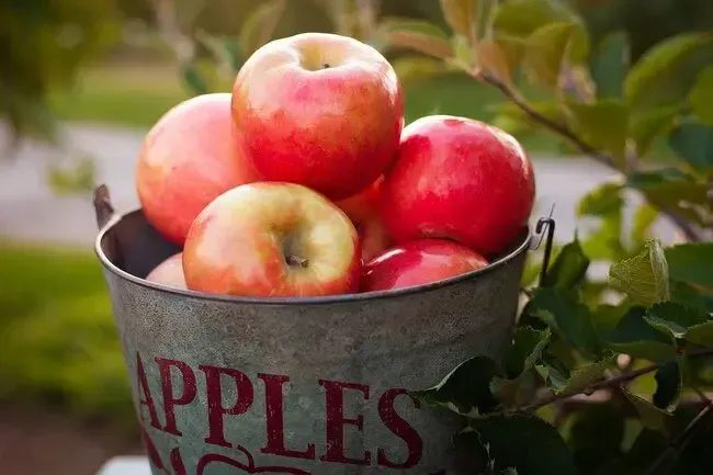 Diet and Nutrition: The Health Benefits of Apples