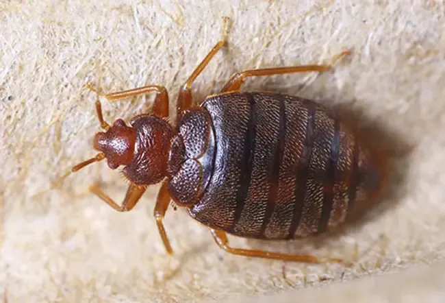Parasites: See What's Eating Your Skin