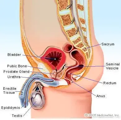 Definizione dei testicoli