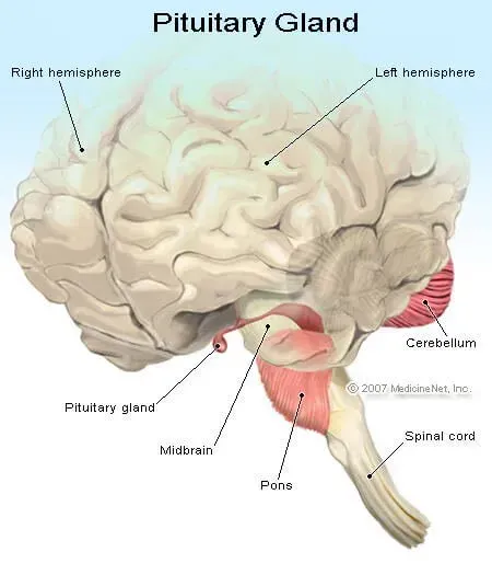 Définition de l'hypophyse